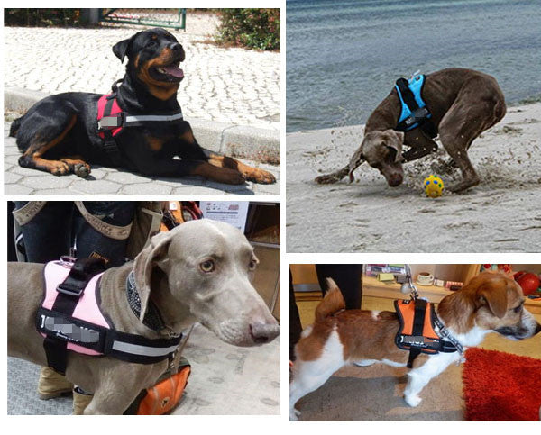 2016 New Professional Dog Chest Straps S-XXL